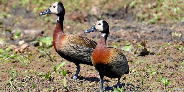 Dendrocygna viduata - Apáca-fütyülőlúd (Özvegy fütyülőlúd)