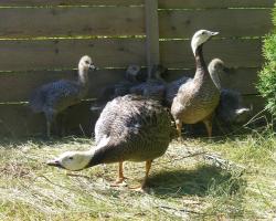 Anser caerulescens-Császár lúd