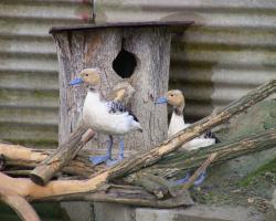 Dendrocygna bicolor-Sujtásos, sárga fütyülőlúd(Citrom színváltozat)