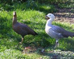 Chloephaga picta-Magellán-lúd 