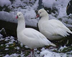 Anser rossii-Hólúd 