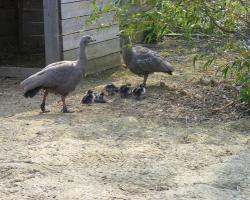 Cereopsis novaehollandiae-Tyúklúd