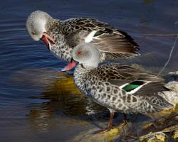 Anas capensis-Bantu réce