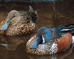 Anas rhynchotis-Ausztráliai kanalasréce 