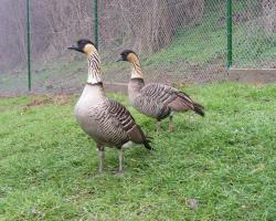 Branta sandvicensis-Hawaii lúd