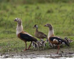 Neochen jubata-Orinocói lúd 