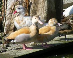 Callonetta leucophrys-Sárga vörösvállú réce