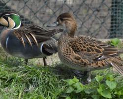 Anas formosa-Cifra réce, Bajkál réce