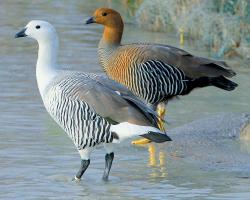 Chloephaga picta-Magellán-lúd 
