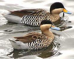 Anas versicolor-Ezüstréce