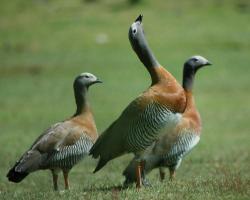 Chloephaga poliocephala-Szürkefejű lúd 