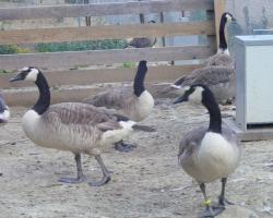 Branta canadensis maxima-Óriás kanadai lúd