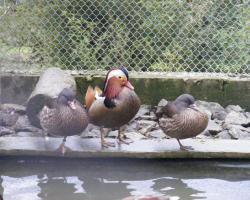 Aix galericulata-Fekete mandarinréce