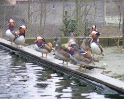 Aix galericulata-Mandarinréce