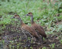 Dendrocygna arborea-Pálmafütyülőlúd, Kuba fütyülőlúd