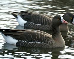 Anser erythropus-Kis lilik