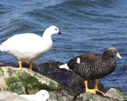 Chloephaga hybrida-Szirti lúd