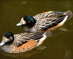 Anas sybilatrix-Chilei fütyülőréce