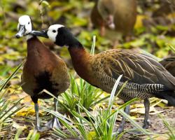 Dendrocygna viduata-Apáca-fütyülőlúd 
